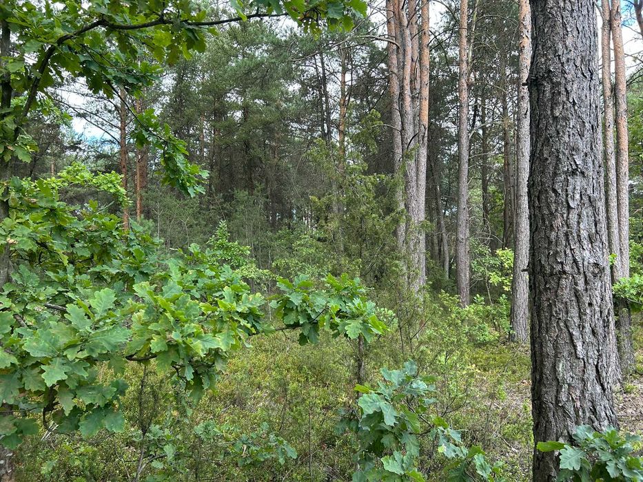 Sprzedam działkę z lasem 0.58 ha