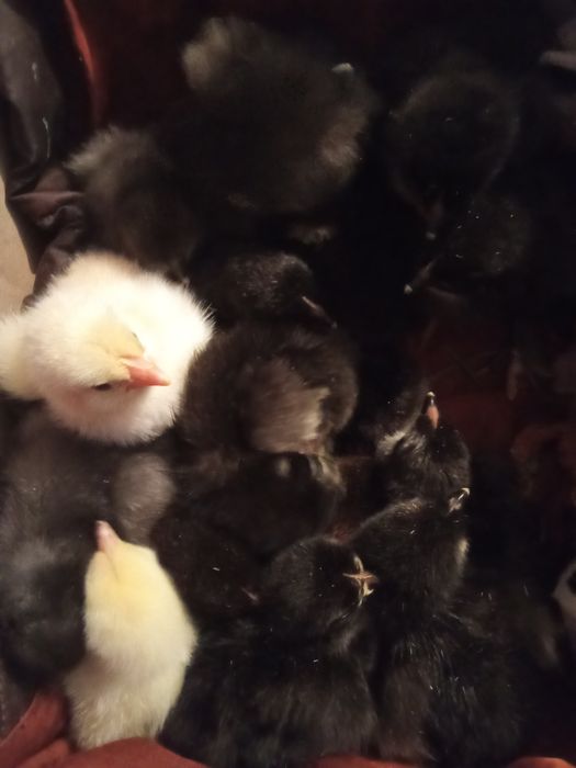 Продам інкубаційні яйця курей породи брама Вінницька область