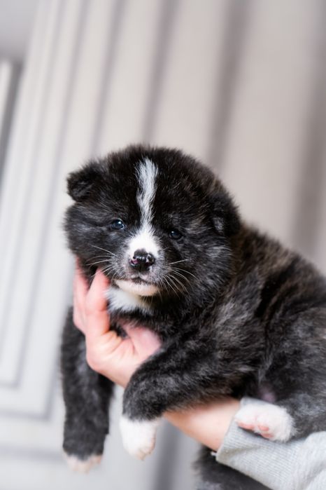 Дівчатка та хлопчик японської Акита ину