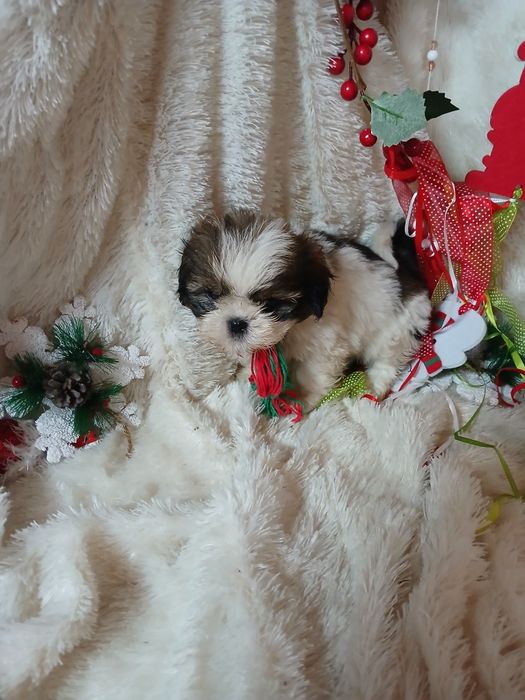 Shih- tzu Macho Miniatura Criadora Registada PT 3088 FL