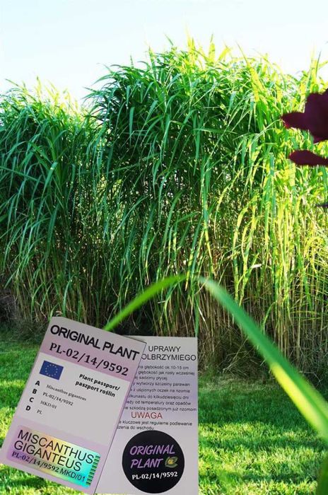 Miskant Olbrzymi-Giganteus, sadzonki,rizomy8-14cm-KWITNĄCY-NA ŻYWOPŁOT