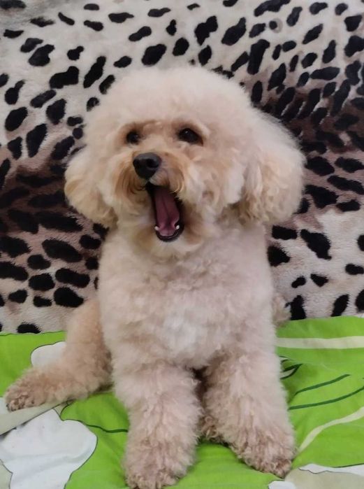 Вязка Той пудель симпатяшка)