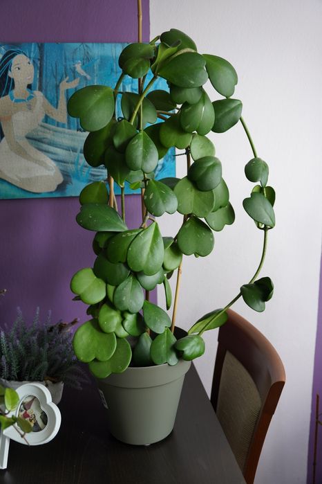 Hoja okolo 80 cm