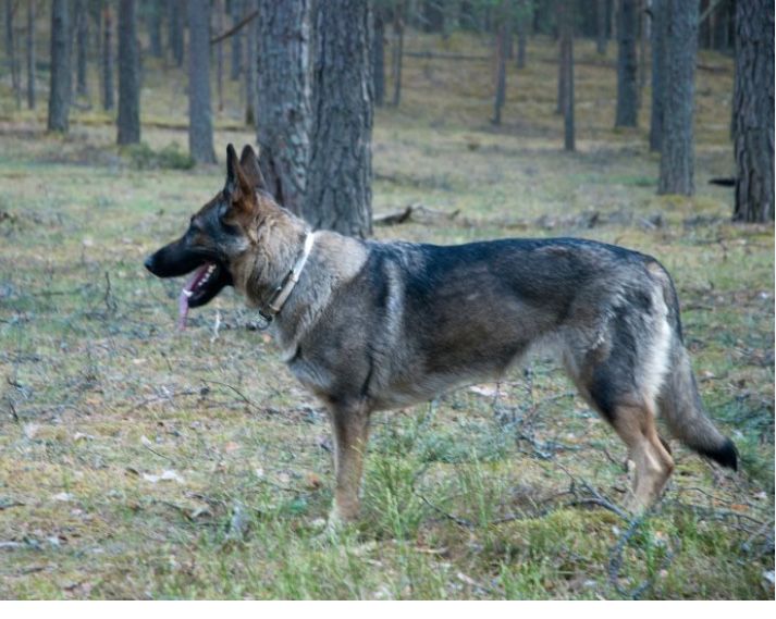 Щенкі Німецька вівчарка Зонарного окрасу дата 09.09.2025 дві дівчінкі