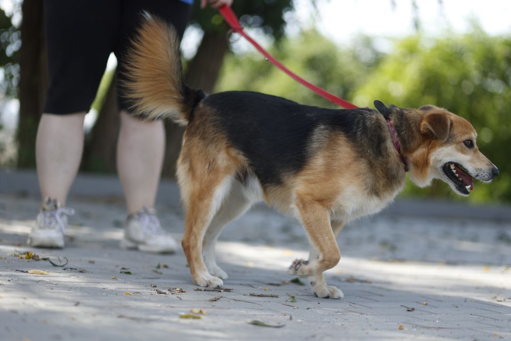 Mały pies 15 kg | Dla aktywnej osoby lub pary