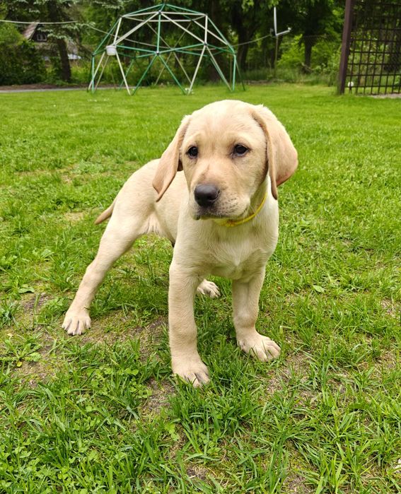 Cudowny piesek labrador - metryka ZKwP. FCI
