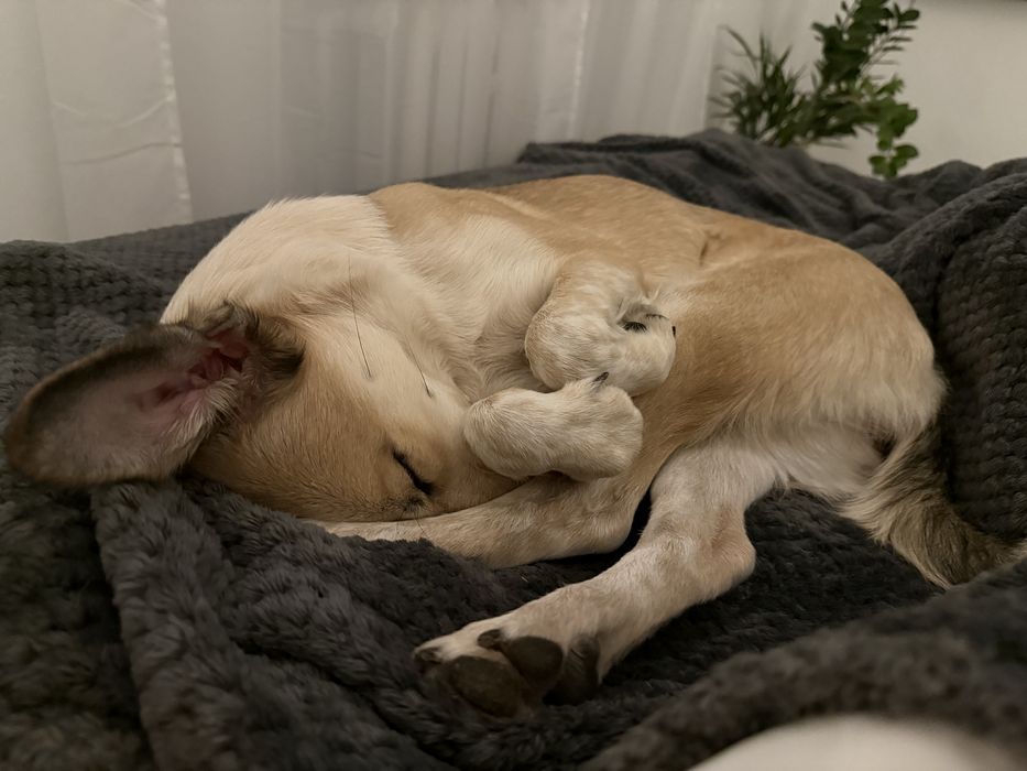 Roczna suczka do oddania