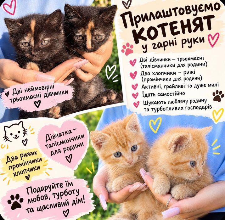 Котенята в добрі руки