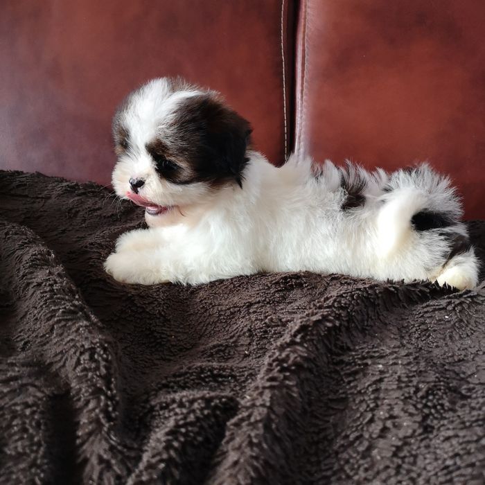 ***   Shih Tzu z domowej hodowli.  ***