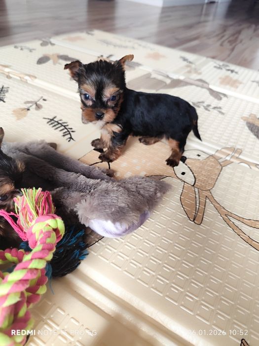 York sunia gotowa do odbioru metryka czip wyprawka