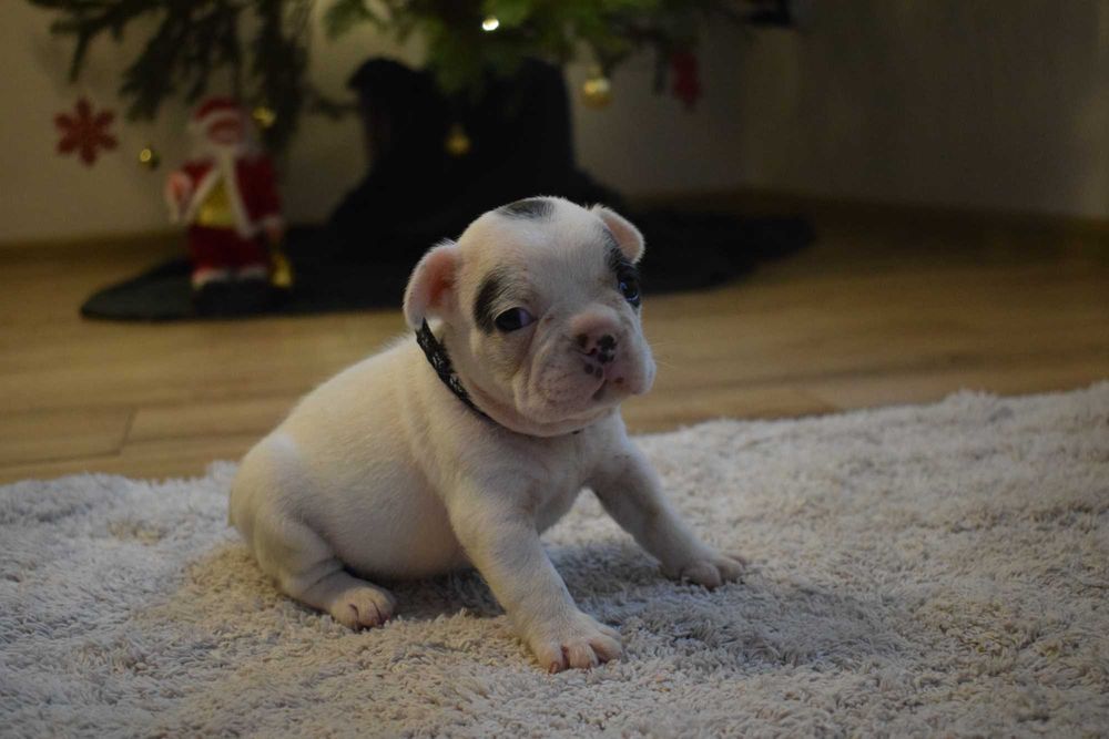 Buldog francuski szczenię - piesek