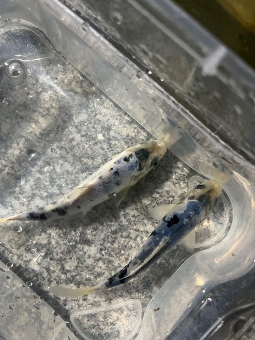 Carpas koi.