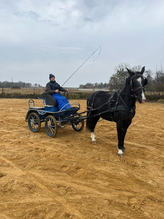 Klacz śląska rolett
