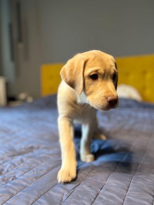 Цуценята лабрадору шукать сімʼю