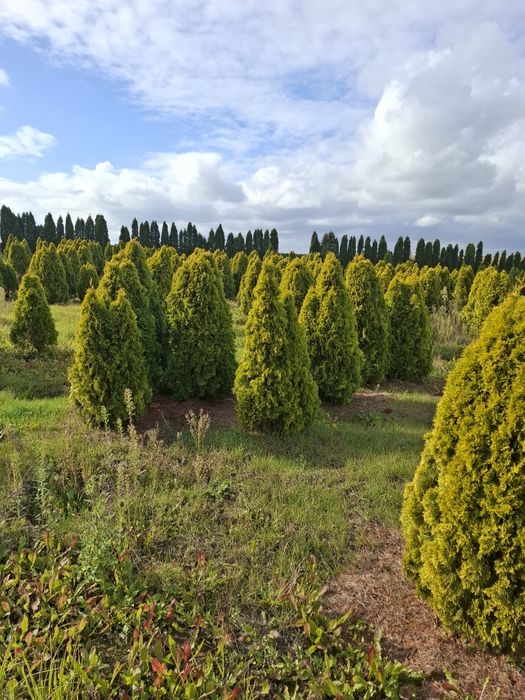 Thuja szmaragd gold 160-180