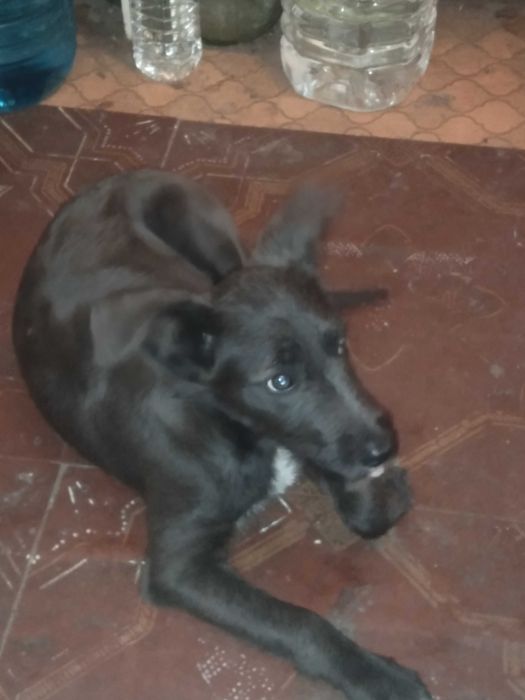 отдам в  хорошие руки