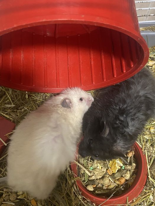 Vendo gaiola com 14 hamsters