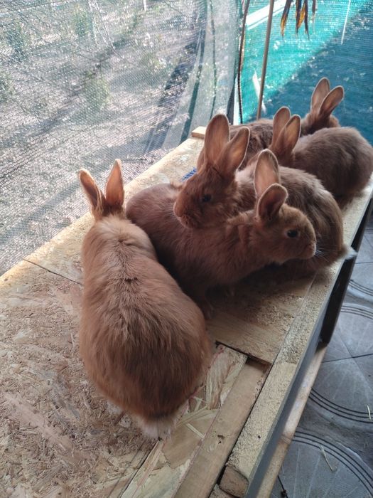 Продам кролики новозеландські.