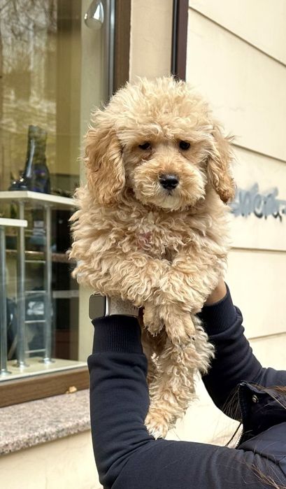 Пуделі карликові