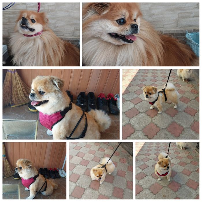 Стрижка(груминг)малых и средних пород собак.В г.Городня. .