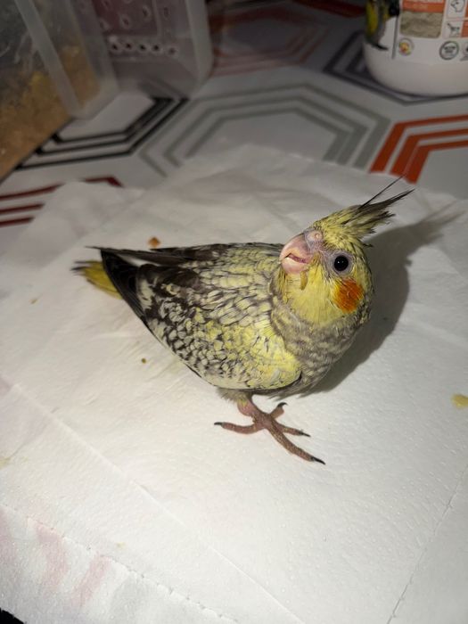 Kakariki Piriquito inglês domesticados e caturras para acabar de criar