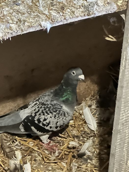 Golebie pocztowe oddam
