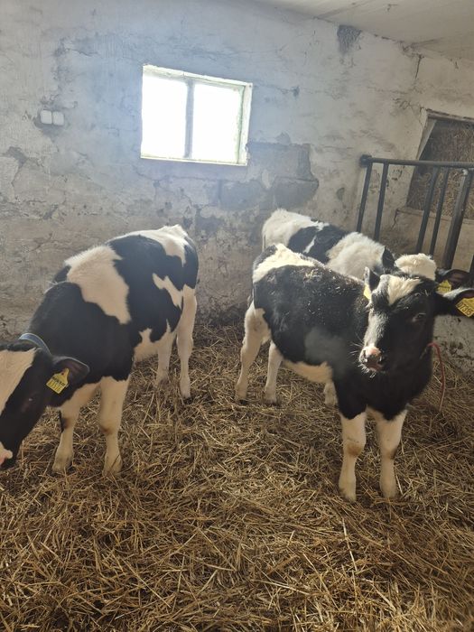 Byczki żarłoki 3 szt.