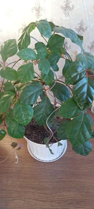 Комнатные цветы...