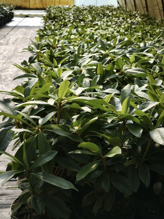 Rhododendron Różanecznik