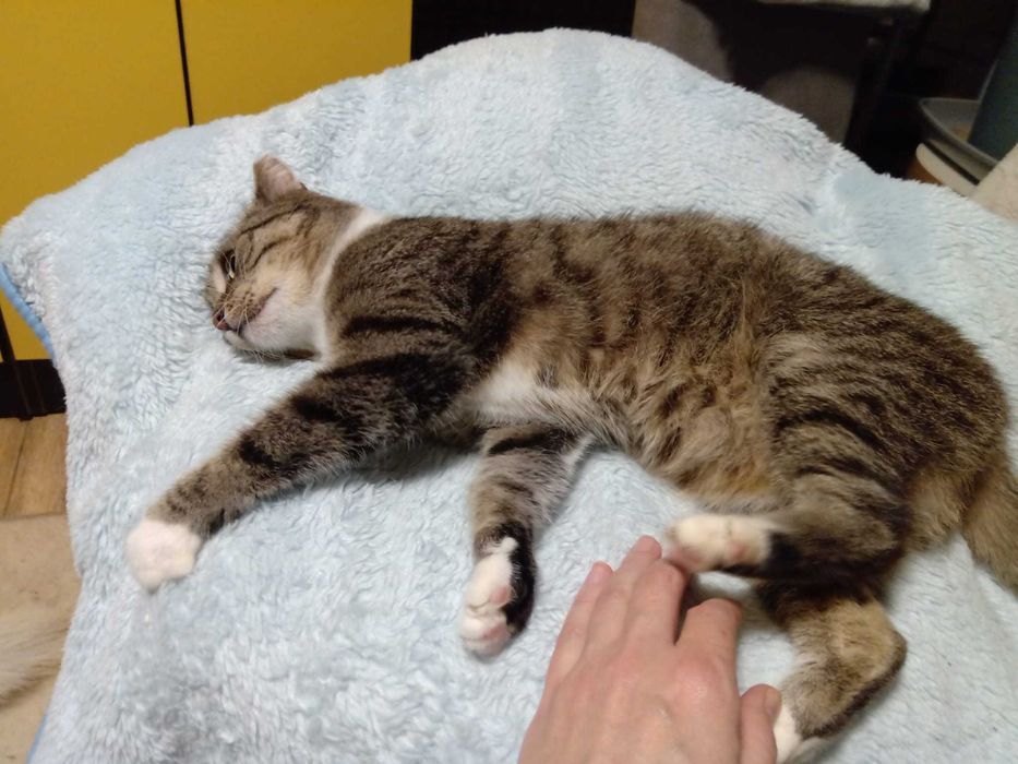 Kotka Michasia szuka domku