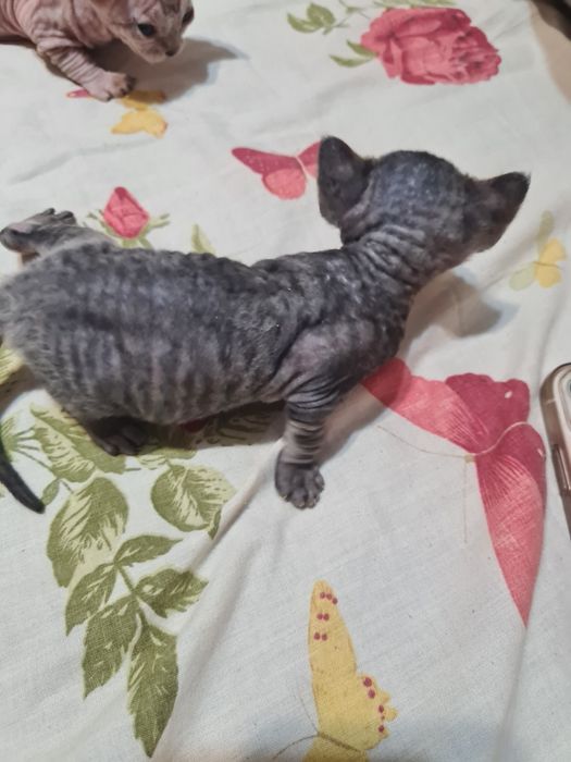 Котята девон-рекс бронирование