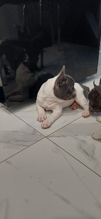 Buldog francuski pies biało-niebieski