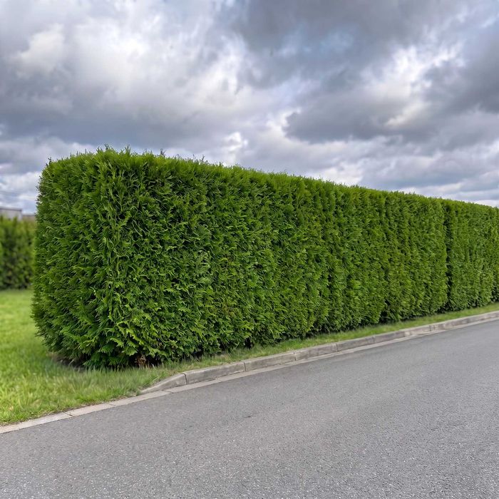 Tuja Brabant 200-220 cm | Dostawa + Sadzenie | Przasnysz