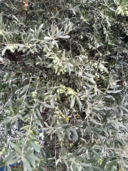 Oliveiras grandes e fortes