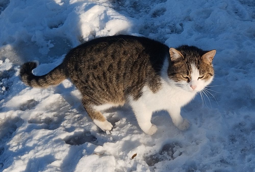 Kot oddam w dobre ręce