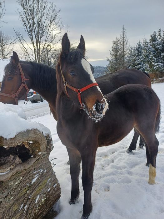 Źrebak Śląski odsadek