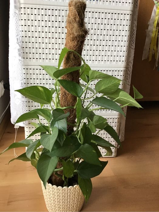 SCINDAPSUS epipremnum pnacze