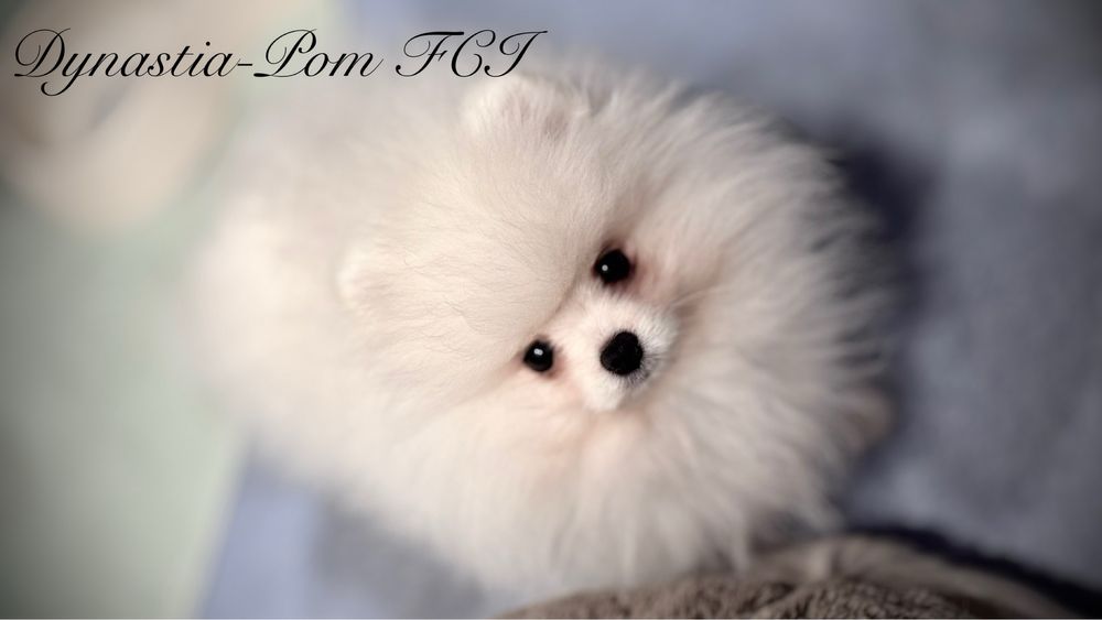 Szpic miniaturowy pomeranian FCI