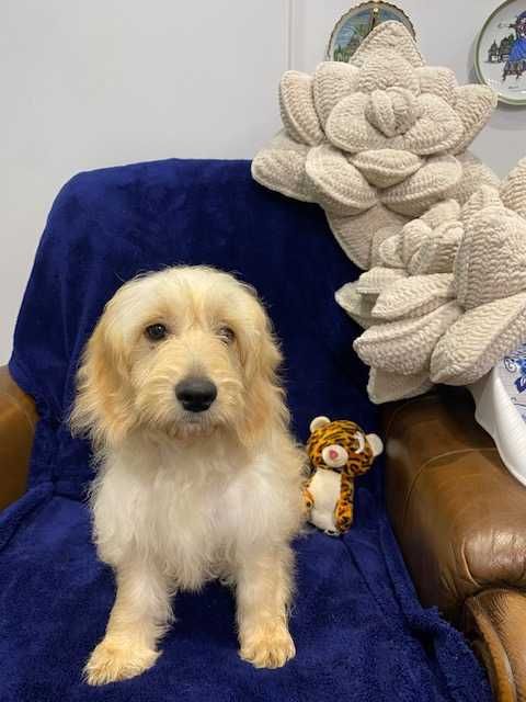 Sprzedam pięknego cockapoo