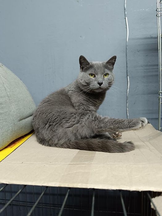 Метис британки бесплатно