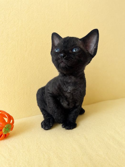 Кішечка Девон Рекс/Devon Rex