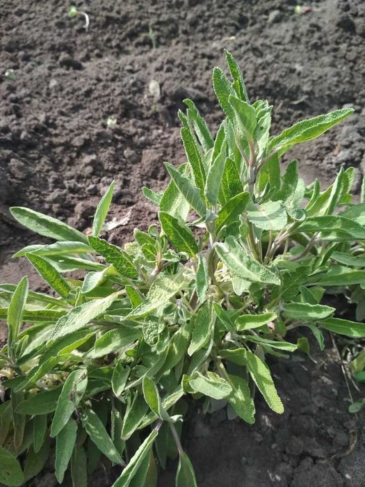 Шавлія лікарська. Гісоп. Саджанці. Пряні рослини