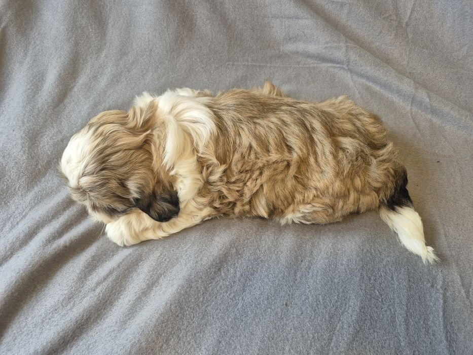 Shih Tzu Shihtzu