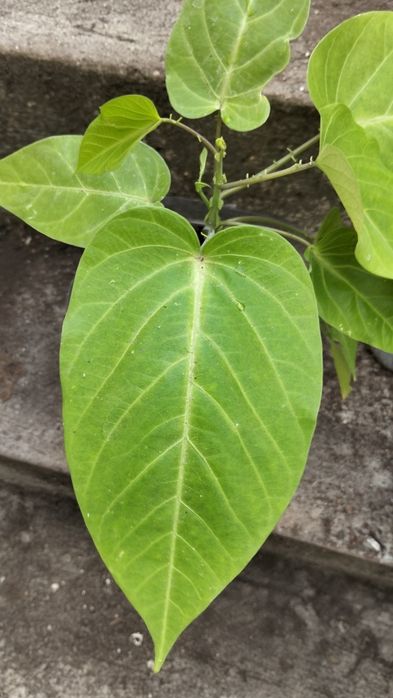 Muda de maracujá Granadilha 70cm