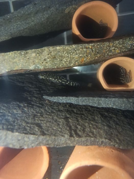 Гіпанциструс Закарпатський /номерні соми/L-соми