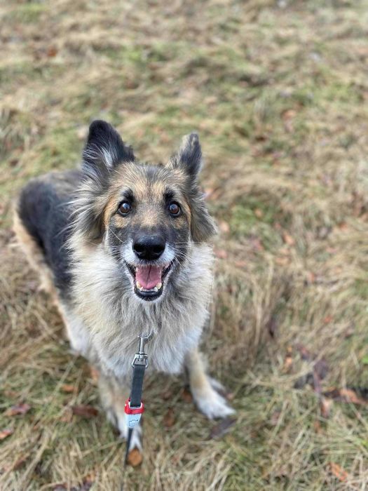 Karinka: psia dama czeka na dom, w którym znajdzie bezwarunkową miłość
