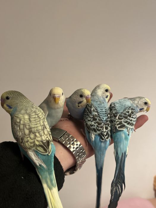 Piriquitos Australianos Domesticados