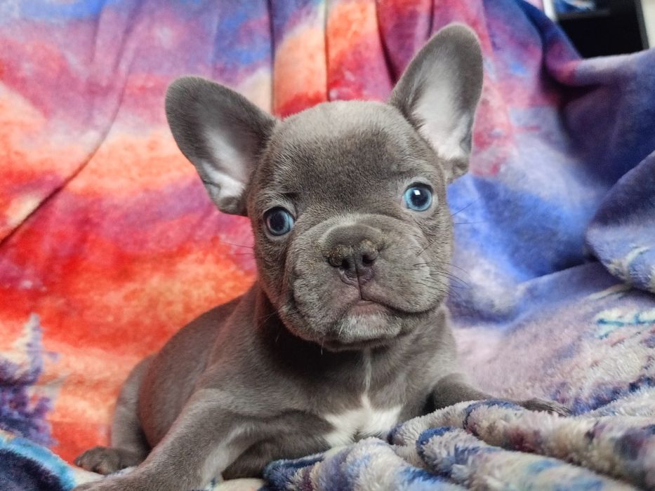 Французский бульдог мальчик