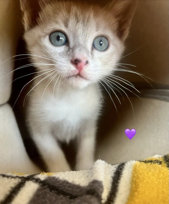 4 gatinhos disponíveis para adoção responsável.
