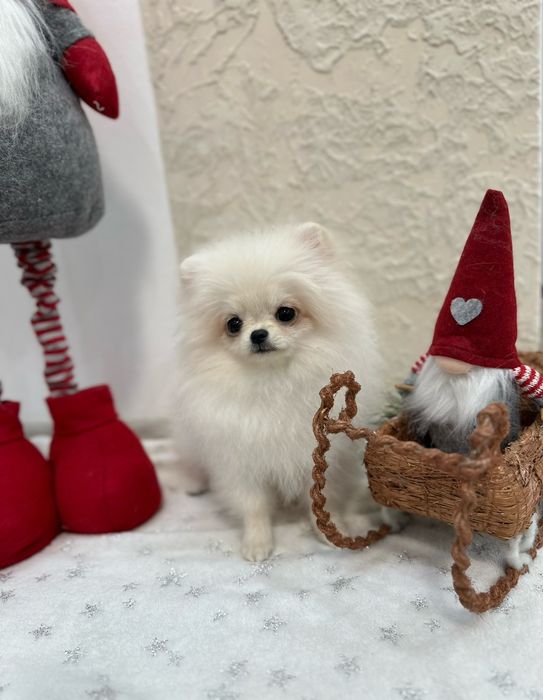 Шпіц мініатюрний